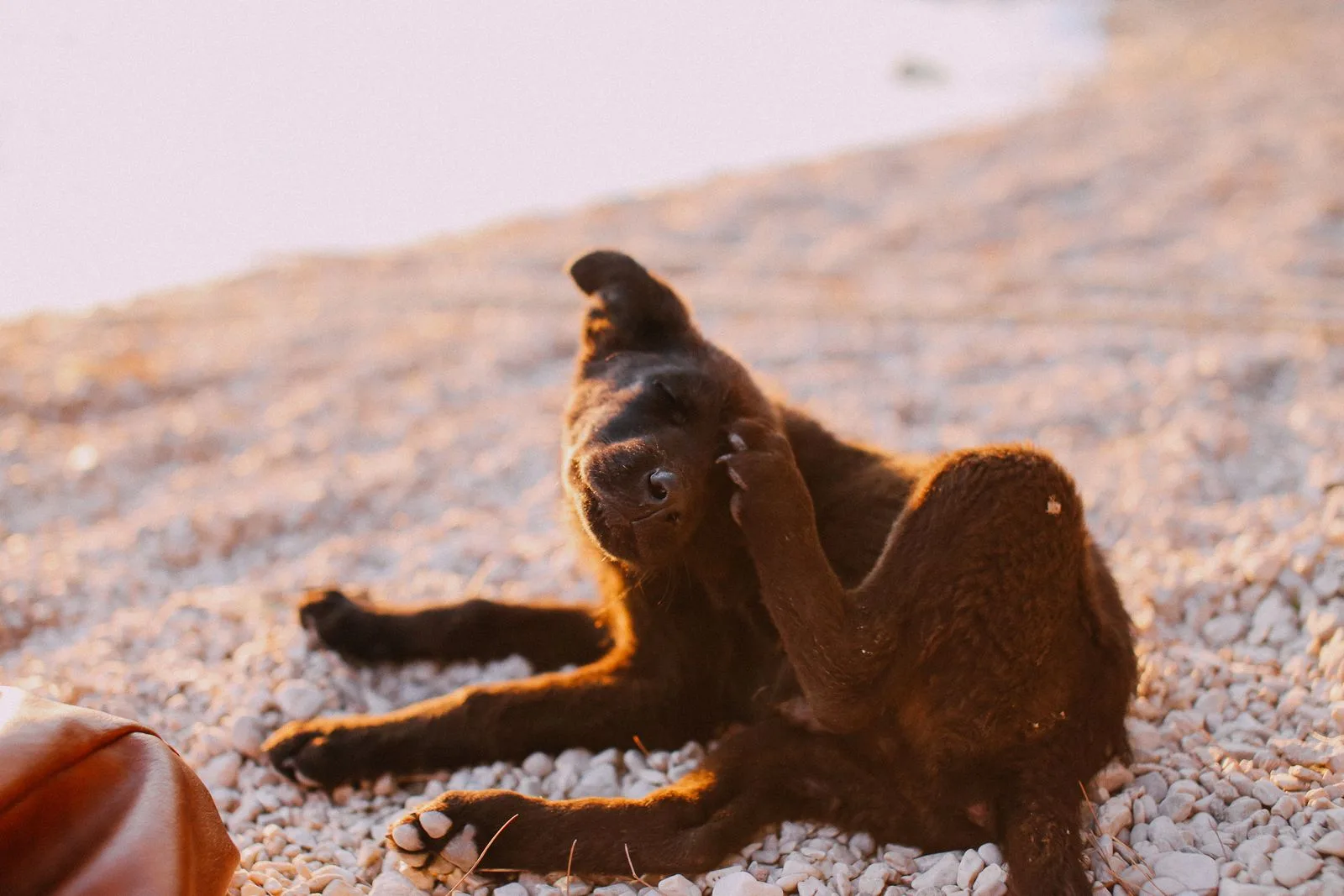 Cachorro marrom se coçando com a pata traseira