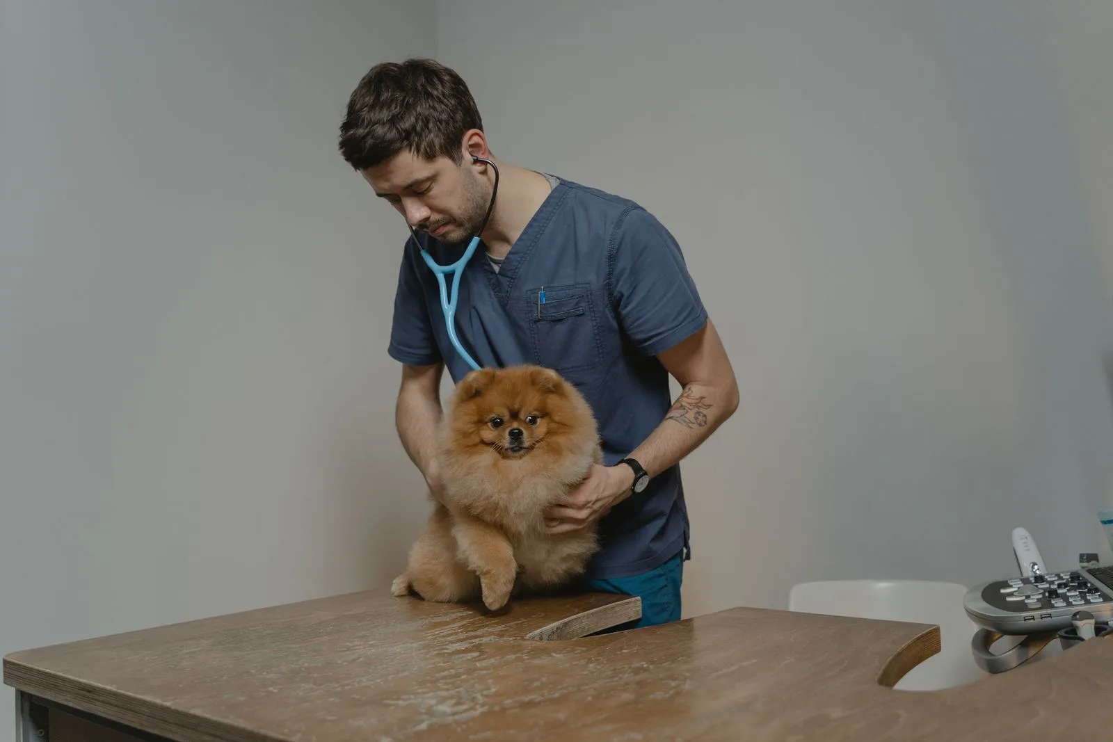 Veterinário examinando um cachorro pequeno com estetoscópio em cima da mesa de exame