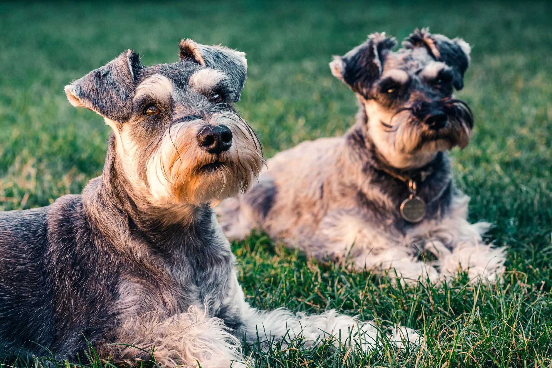 Dois Schnauzers Miniatura cor sal e pimenta deitados lado a lado na grama, atentos