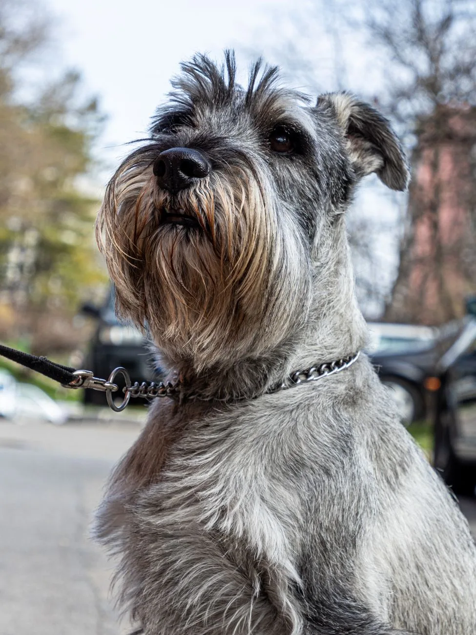 Schnauzer com guia peitoral, close no focinho com barba e sobrancelhas características