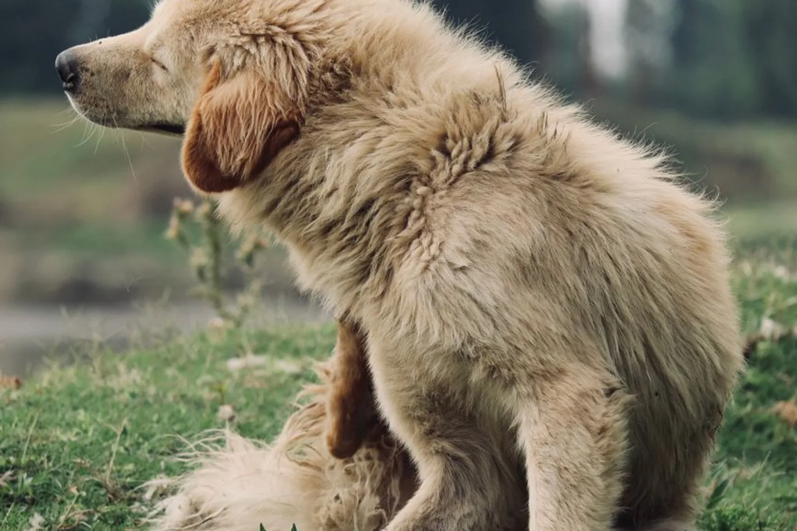 Cão sentado na grama se coçando, mostrando desconforto na pele