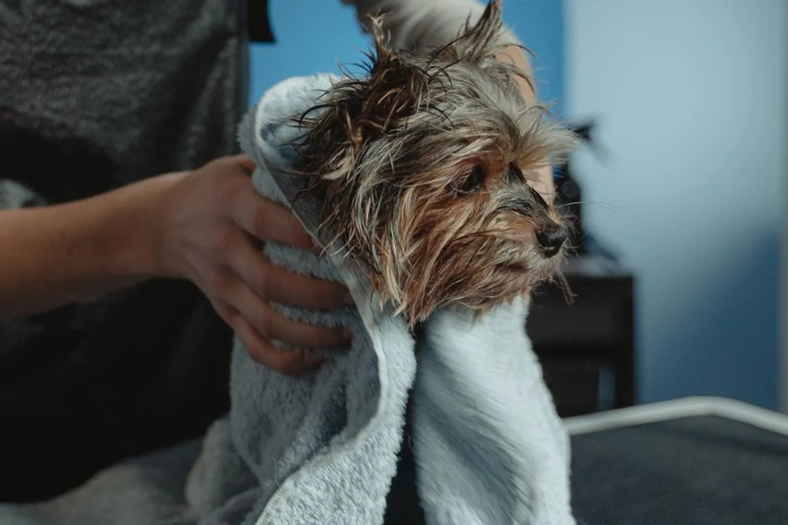 Tutora secando um Yorkshire Terrier com toalha após o banho