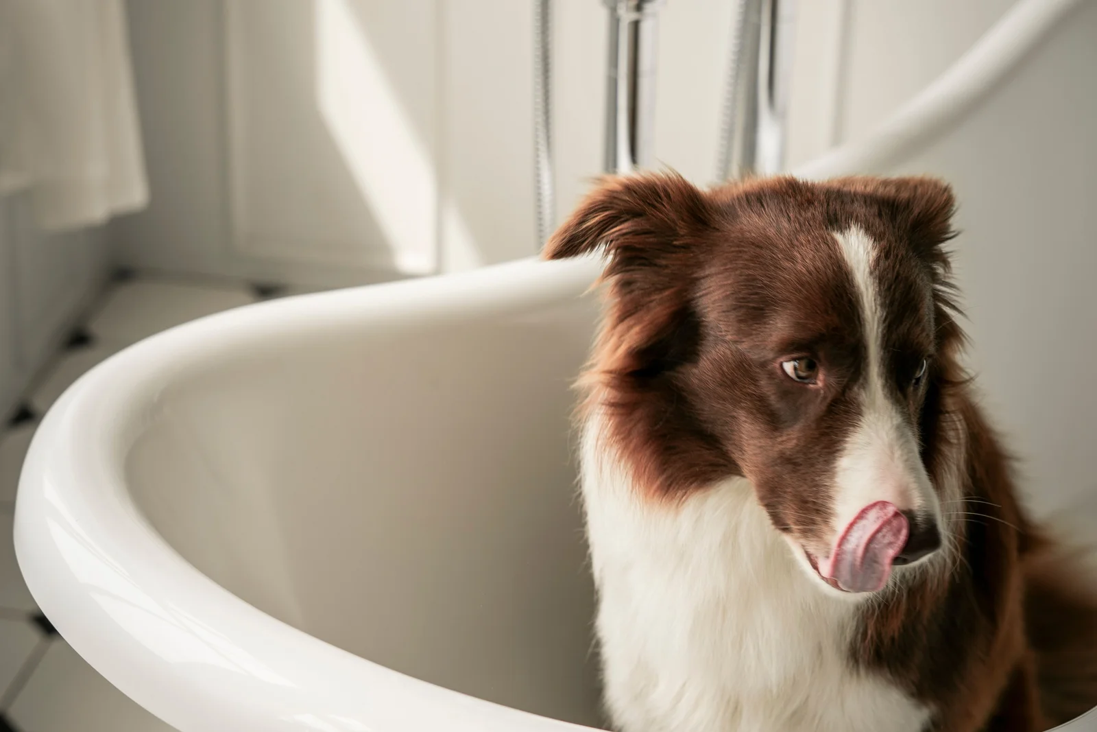 Cão border collie molhado dentro de banheira, olhando de lado