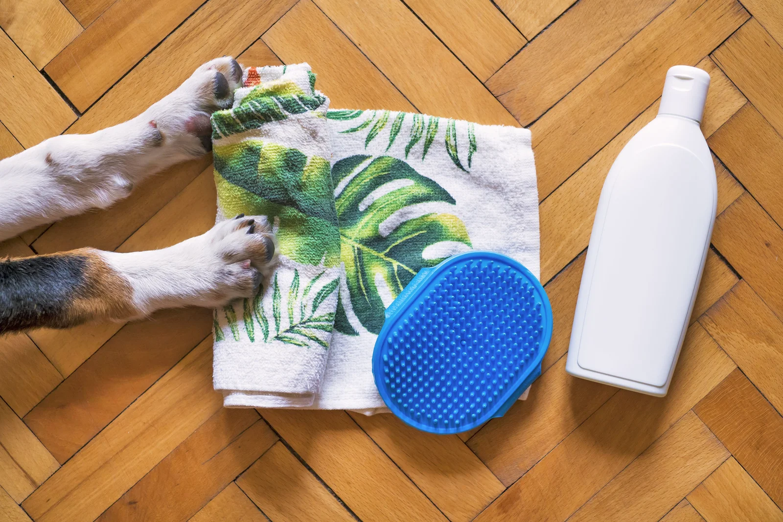Patas de cachorro sobre toalha, ao lado de escova e frasco de shampoo