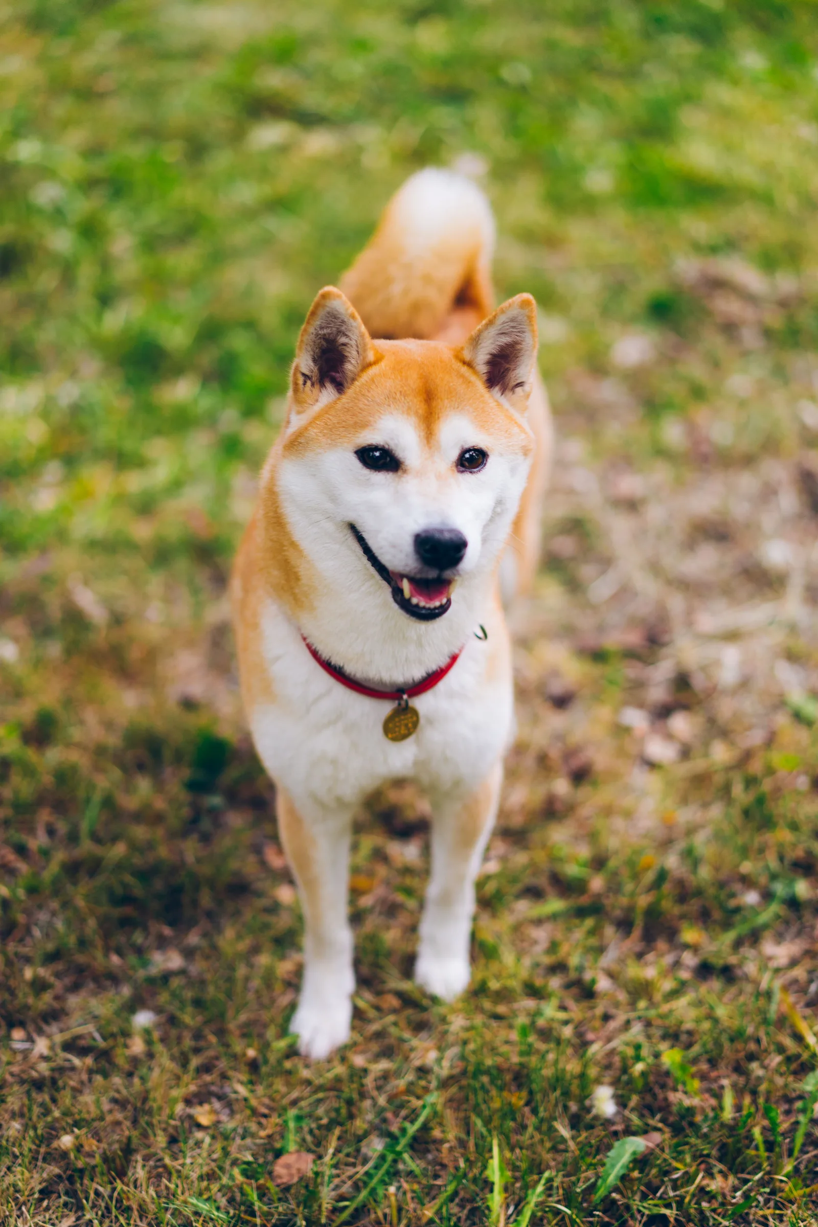 Shiba Inu em pé sobre a grama, olhando para a câmera, com orelhas triangulares eretas e cauda enrolada visível