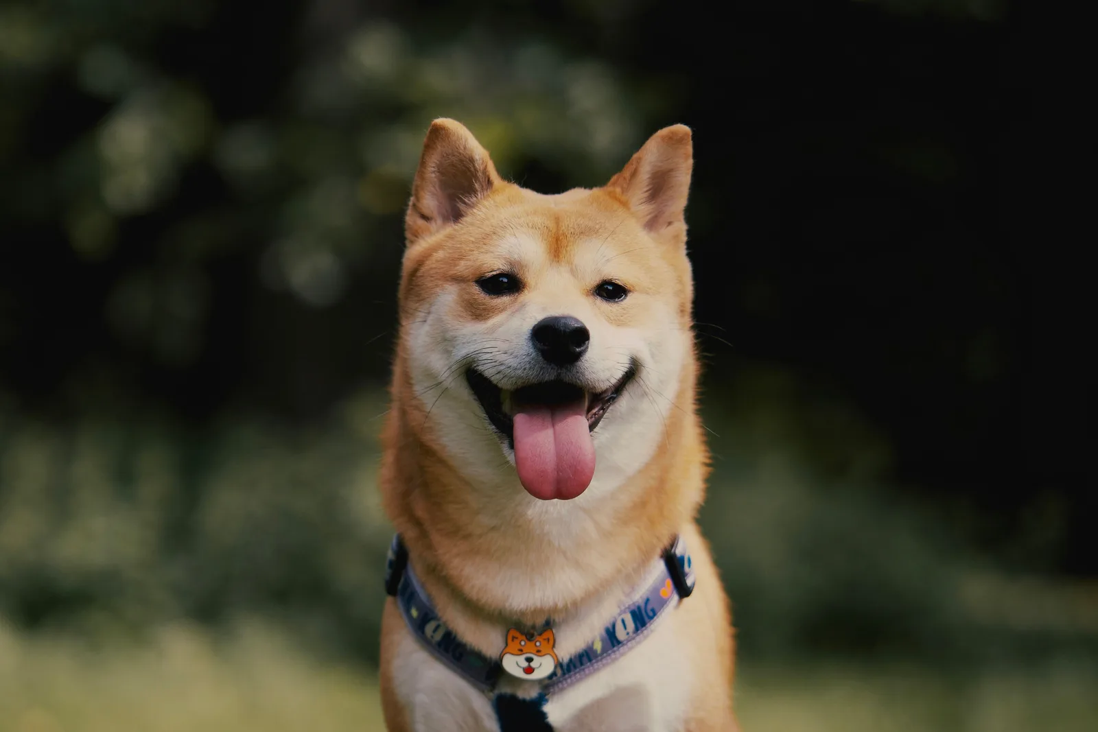 Retrato de Shiba Inu sorrindo com a língua de fora, mostrando a expressão característica da raça