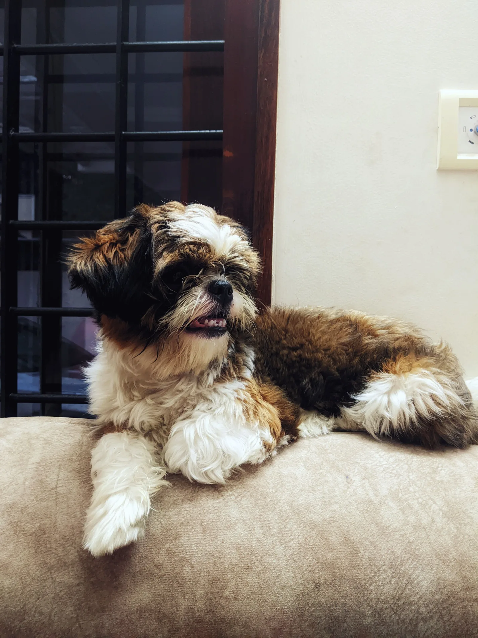 Shih tzu de pelagem longa deitado sobre um sofá, olhando para o lado