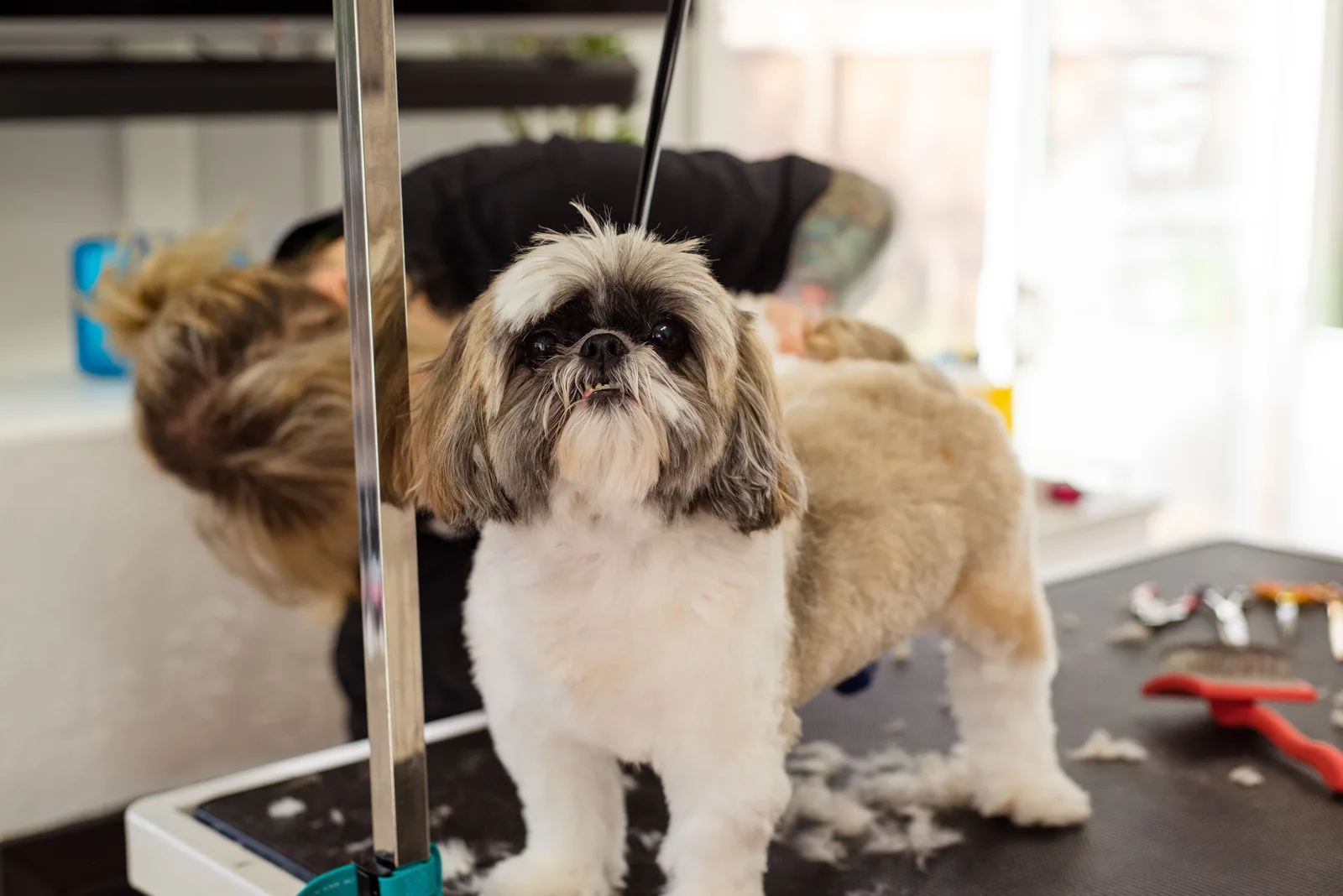 Shih tzu em mesa de tosa profissional recebendo corte de manutenção