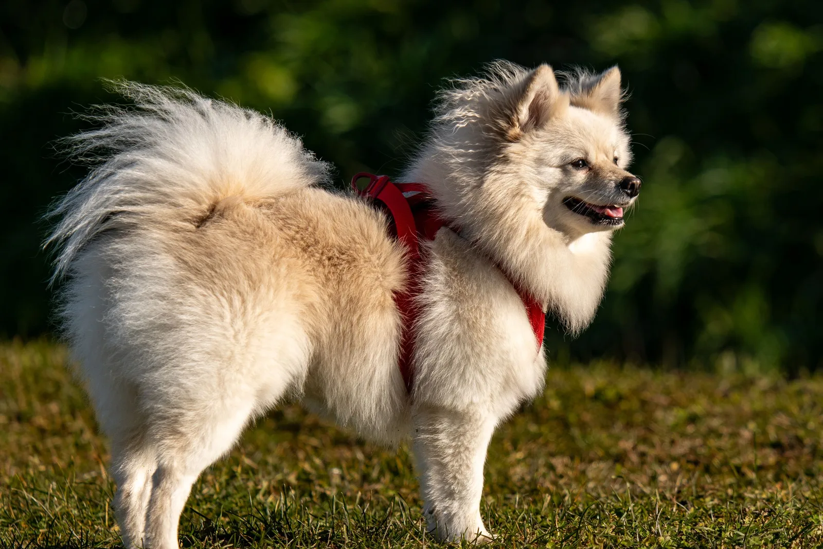 Spitz alemão branco-creme em pé num campo, mostrando a cauda plumada enrolada sobre o dorso