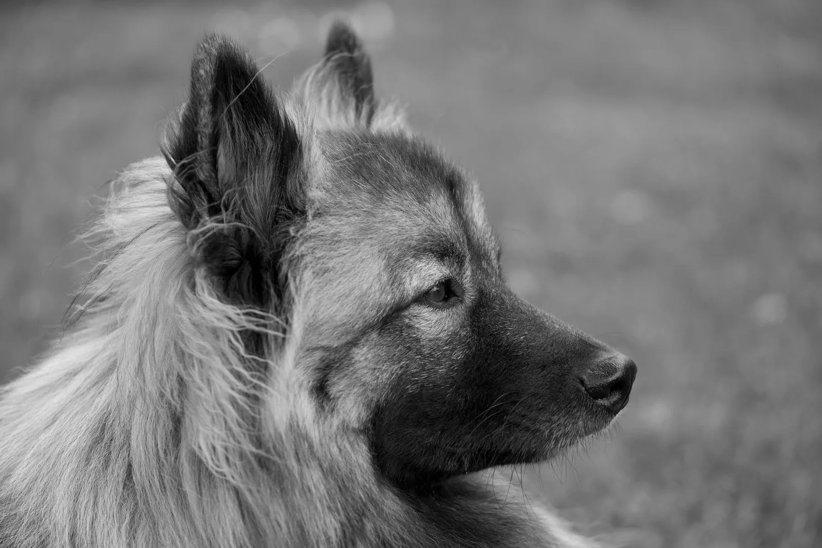 Wolfsspitz adulto de perfil, com a juba de pelo no pescoço e a marcação escura ao redor do olho