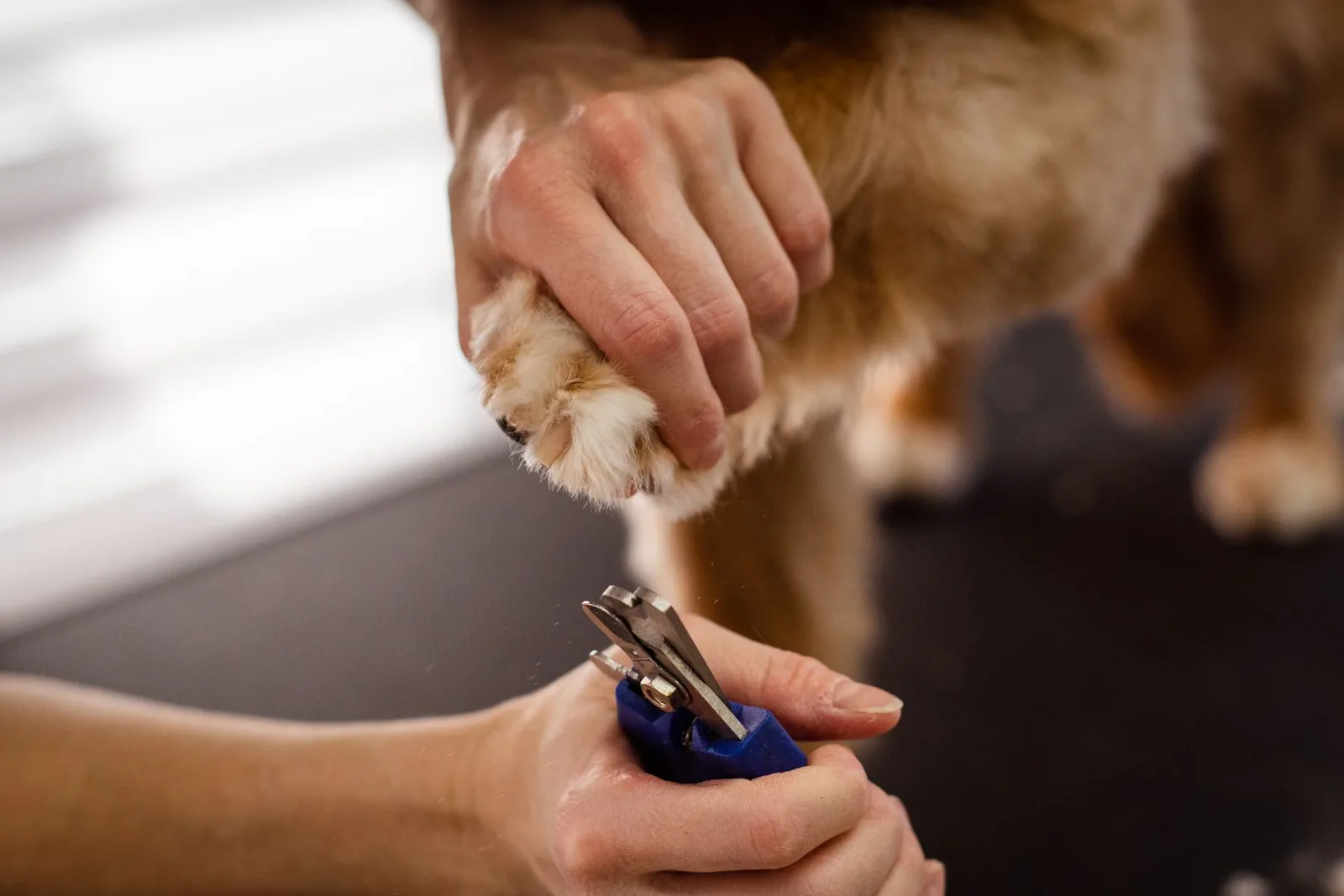 Pata de cão sendo aparada de perto com tesoura de grooming