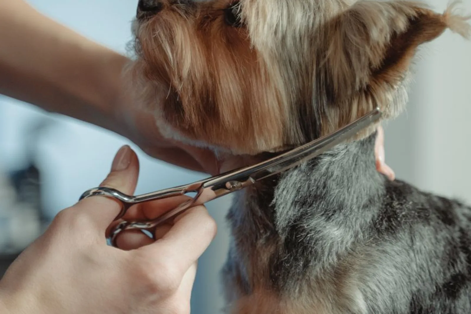 Profissional aparando com tesoura o pelo próximo à cabeça de um cão de pelo longo, com cuidado