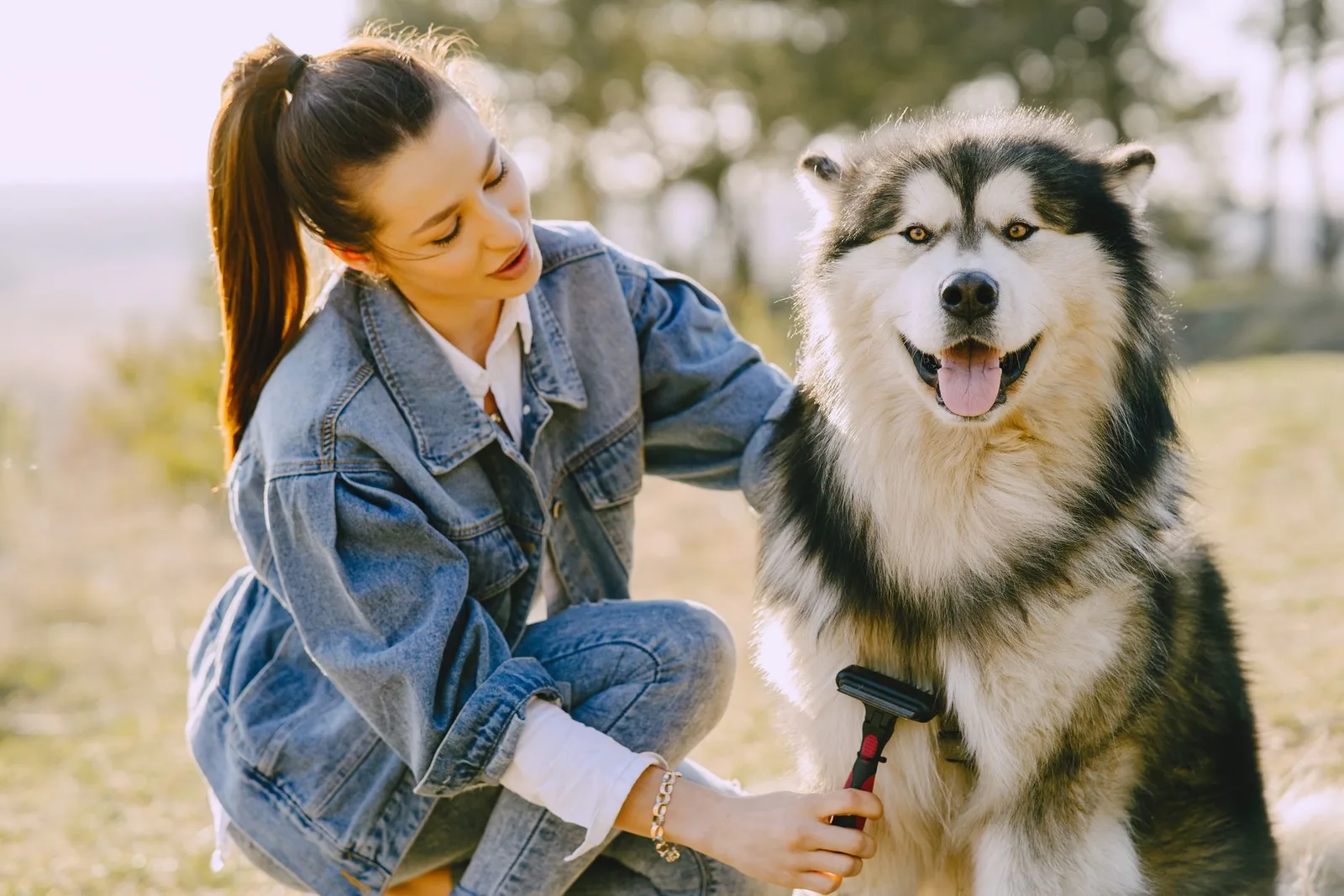 Husky de pelagem dupla sendo escovado ao ar livre com escova especial para subpelo
