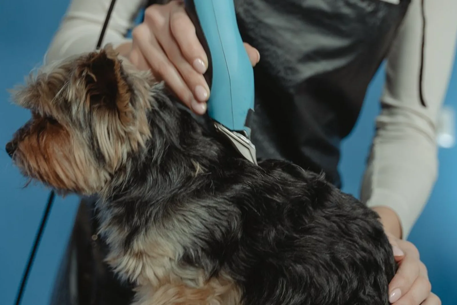 Profissional tosando um cão com máquina elétrica sobre a mesa de grooming