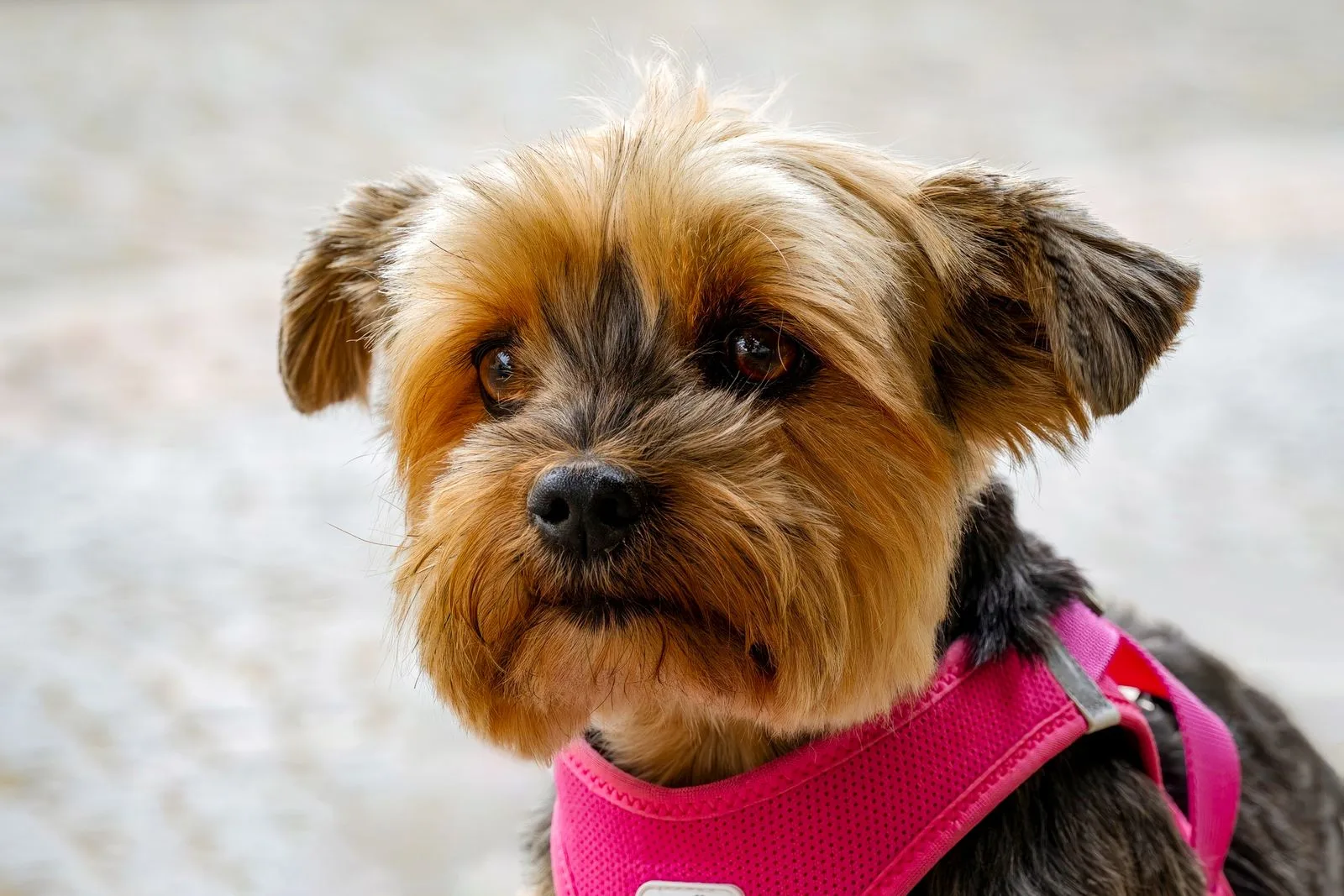 Yorkshire terrier de pelagem castanha e cinza usando peitoral rosa, olhando para a câmera