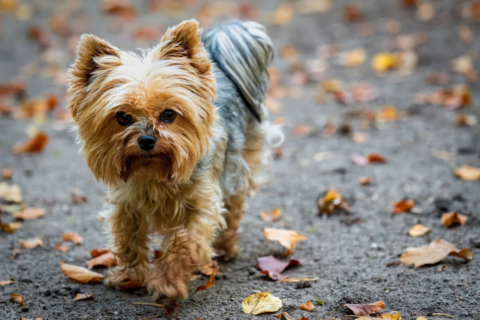 Yorkshire terrier adulto caminhando ao ar livre sobre folhas secas, com pelagem castanha e azul-aço