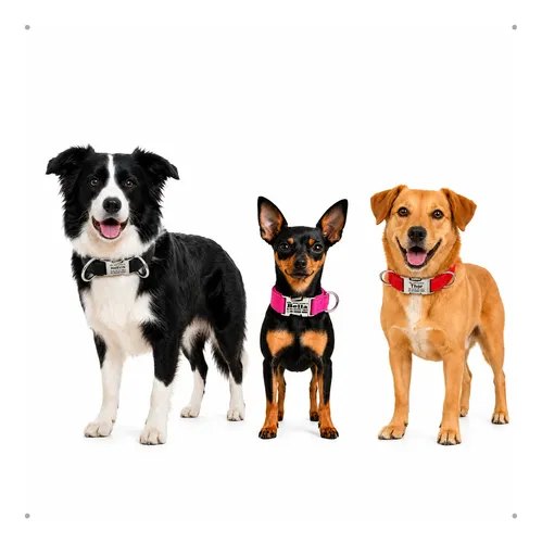Coleira Cachorro Couro Nobuck Nome Telefone Personalizada